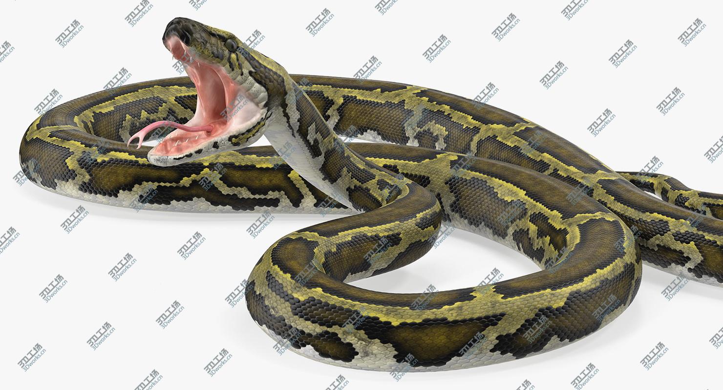 images/goods_img/2021040163/Green Python Snake Attack Pose 3D Model 3D model/2.jpg